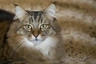 Pixie Bob Cats Breed - Information, Temperament, Size & Price | Pets4Homes