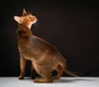 Habešská kočka Cats Informace - velikost, povaha, délka života & cena | iFauna