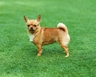Chihuahua Dogs Breed | Facts, Information and Advice | Pets4Homes