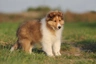 Perro Pastor de las Shetland Dogs Raza - Características, Fotos & Precio | MundoAnimalia
