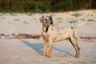 Louisianský leopardí pes Dogs Plemeno / Druh: Povaha, Délka života & Cena | iFauna