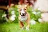Miniaturní bulteriér Dogs Informace - velikost, povaha, délka života & cena | iFauna