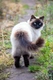 Himalájsko-perská kočka Cats Plemeno / Druh | Fakta, informace a rady | iFauna