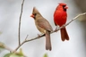 Kardinál červený Birds Plemeno / Druh: Povaha, Délka života & Cena | iFauna