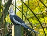 Korela bělohlavá Birds Informace - velikost, povaha, délka života & cena | iFauna