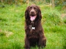 Sprocker Dogs Breed | Facts, Information and Advice | Pets4Homes