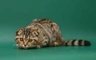 Scottish Fold Cats Raza | Datos, Aspectos destacados y Consejos de compra | MundoAnimalia