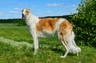 Borzoi Dogs Breed | Facts, Information and Advice | Pets4Homes