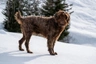 Pudlpointr Dogs Informace - velikost, povaha, délka života & cena | iFauna