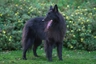 Belgický ovčák Groenendael Dogs Informace - velikost, povaha, délka života & cena | iFauna