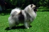 Keeshond Dogs Breed | Facts, Information and Advice | Pets4Homes