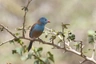 Motýlek modrohlavý Birds Informace - velikost, povaha, délka života & cena | iFauna