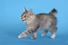 Kurilian Bobtail Cats Breed | Facts, Information and Advice | Pets4Homes