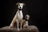 Whippet Dogs Razza - Prezzo, Temperamento & Foto | AnnunciAnimali
