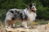 Šeltie Dogs Informace - velikost, povaha, délka života & cena | iFauna