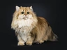 British Longhair Cats Breed | Facts, Information and Advice | Pets4Homes