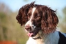English Springer Spaniel Dogs Raza - Características, Fotos & Precio | MundoAnimalia