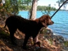 Irský vodní španěl Dogs Informace - velikost, povaha, délka života & cena | iFauna