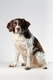 Drentský koroptvář Dogs Informace - velikost, povaha, délka života & cena | iFauna
