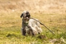 Cesky Terrier Dogs Raza - Características, Fotos & Precio | MundoAnimalia