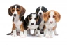 Vestfálský jezevčíkovitý honič Dogs Informace - velikost, povaha, délka života & cena | iFauna