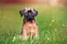 Griffon Bruxellois Dogs Ras: Karakter, Levensduur & Prijs | Puppyplaats