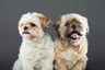 Shih Tzu Dogs Breed | Facts, Information and Advice | Pets4Homes