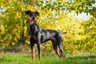 Německý pinč Dogs Informace - velikost, povaha, délka života & cena | iFauna