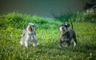 Schnauzer nano Dogs Razza - Prezzo, Temperamento & Foto | AnnunciAnimali