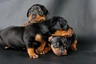 Pinscher Nano Dogs Razza | Carattere, Prezzo, Cuccioli, Cure e Consigli | AnnunciAnimali