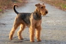 Airedale Terriër Dogs Ras: Karakter, Levensduur & Prijs | Puppyplaats