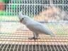 Kakadu Goffinův Birds Plemeno / Druh: Povaha, Délka života & Cena | iFauna