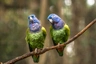 Amazónek modrohlavý Birds Informace - velikost, povaha, délka života & cena | iFauna