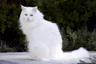 Angora Turco Cats Raza | Datos, Aspectos destacados y Consejos de compra | MundoAnimalia