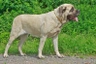 Mastiff Dogs Breed | Facts, Information and Advice | Pets4Homes