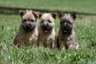 Cairn Terrier Dogs Breed | Facts, Information and Advice | Pets4Homes