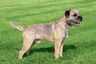 Bedlington Terriër Dogs Ras: Karakter, Levensduur & Prijs | Puppyplaats