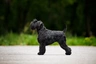 Miniature Schnauzer Dogs Breed - Information, Temperament, Size & Price | Pets4Homes