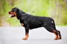 Rotvajler Dogs Informace - velikost, povaha, délka života & cena | iFauna