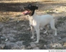 Ratonero Bodeguero Andaluz Dogs Raza - Características, Fotos & Precio | MundoAnimalia
