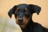 Dobermann Dogs Razza - Prezzo, Temperamento & Foto | AnnunciAnimali