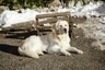 Perro de Montaña de los Pirineos Dogs Raza - Características, Fotos & Precio | MundoAnimalia