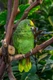 Amazoňan žlutohlavý Birds Informace - velikost, povaha, délka života & cena | iFauna