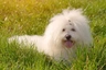 Boloňský psík Dogs Informace - velikost, povaha, délka života & cena | iFauna