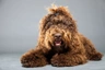 Barbet Dogs Informace - velikost, povaha, délka života & cena | iFauna