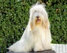 Vousatá kolie Dogs Informace - velikost, povaha, délka života & cena | iFauna