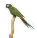 Ara žlutokrký Birds Informace - velikost, povaha, délka života & cena | iFauna