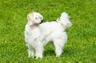 Chinese Naakthond Dogs Ras: Karakter, Levensduur & Prijs | Puppyplaats
