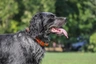 Modrý pikardský ohař dlouhosrstý Dogs Informace - velikost, povaha, délka života & cena | iFauna