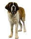Sint Bernard Langhaar Dogs Ras: Karakter, Levensduur & Prijs | Puppyplaats